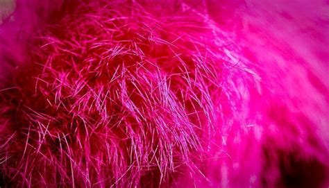 Magenta color: curiosities and how to achieve it - Padeye