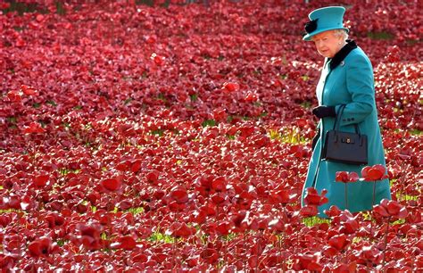 Tower of London Poppies - Mirror Online