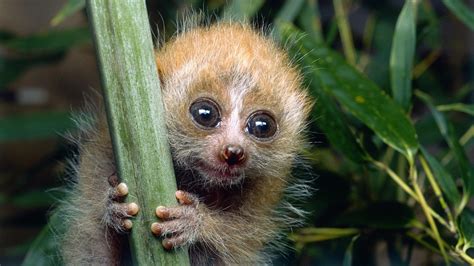 Pygmy Slow Loris Facts - Untold and Interesting - Primates Park