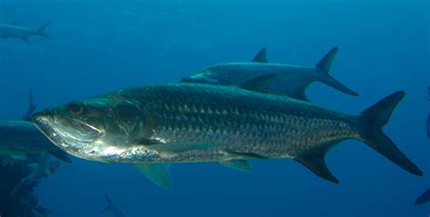 Future Perfect Travels: Belize's Tarpon!!