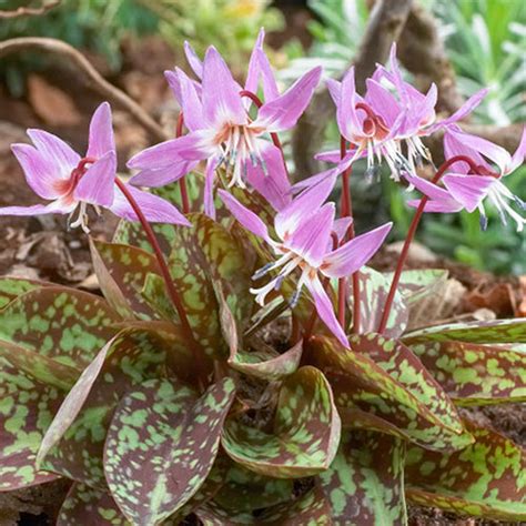 Erythronium dens-canis 'Purple King' | K. van Bourgondien