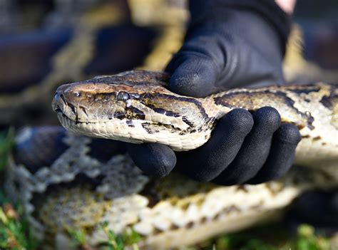 Hundreds of Giant Burmese Pythons Killed in Everglades: 'Destructive ...