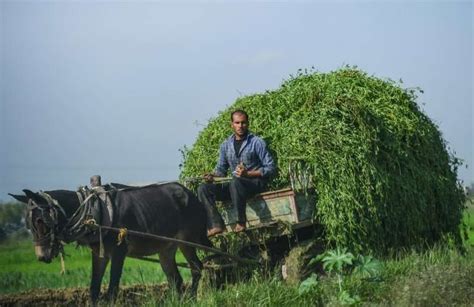 Egypt's fertile Nile Delta threatened by climate change