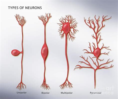 Types Of Neurons