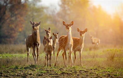 What Is a Group of Deer Called? - A-Z Animals