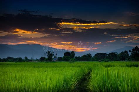 Rice field at sunset stock image. Image of leaf, field - 62254085