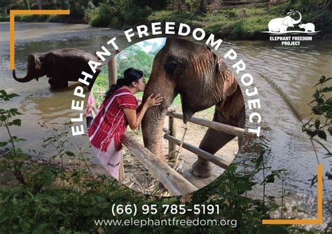 Elephant Sanctuary In Thailand - Elephant Freedom Project Chiang Mai Thailand