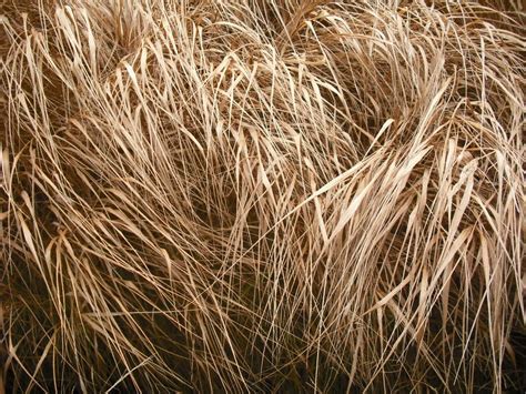 Free Images : nature, branch, hay, field, wheat, food, crop, agriculture, dry grass, close up ...