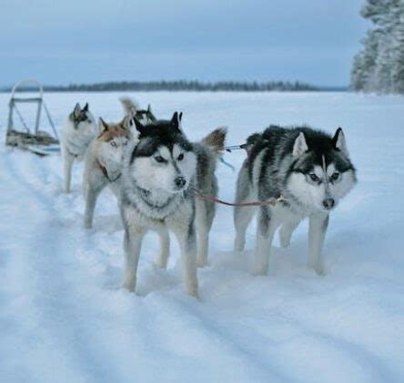 How Long Do Huskies Live? Lifespan and Characteristics - Dogsintl