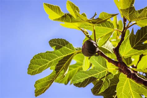 9 Fig Tree Spiritual Meanings and Symbolism: Bad Luck?