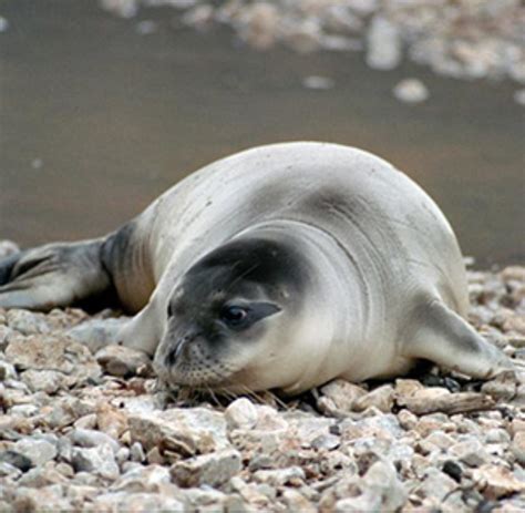 Mediterranean Monk Seal Information and Picture | Sea Animals