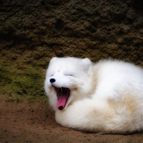 Cute Baby Arctic Fox