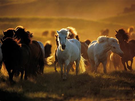 Beautiful Wallpapers: wild horses wallpapers | Horses, Horse wallpaper ...