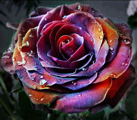 colorful rose - Colors Photo (33261519) - Fanpop