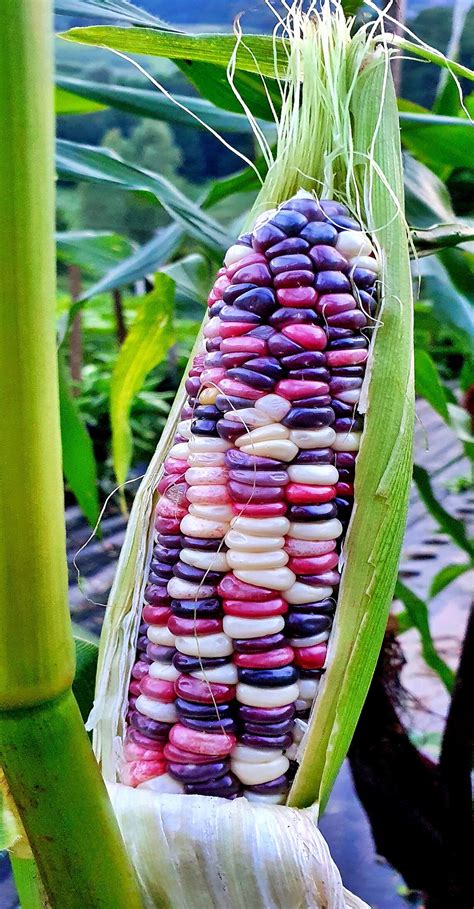 Festivity Sweet Corn Seeds / Non-GMO Naturally Grown Open | Etsy