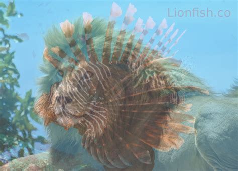 why is a lionfish called a lionfish, how did lionfish get its name ...