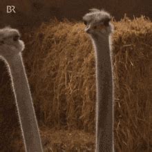 Ostrich Meme GIFs | Tenor