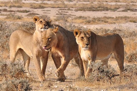 Angola Rising: Keeping out the Lions. Not Your Everyday Intruder!