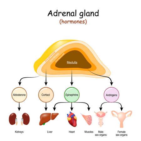 Photo of Hormones of Adrenal glands and - ID:155951884 - Royalty Free Image - Stocklib