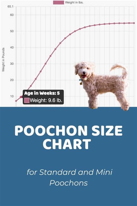 Yorkipoo Size Chart for Standard and Small Yorkipoos