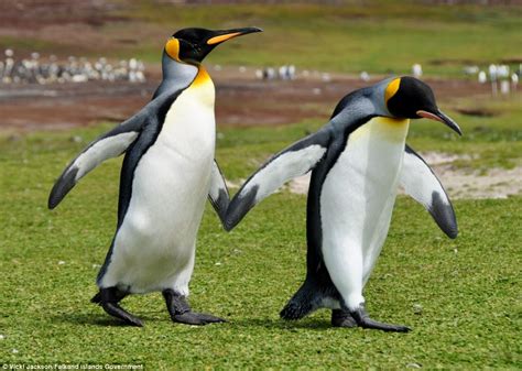 Falkland Islands' beautiful scenery and amazing wildlife captured in photos | Daily Mail Online