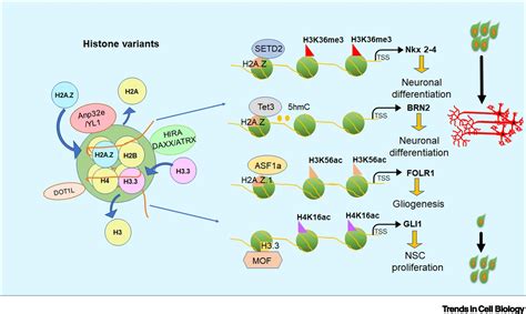 Histone Variants and Histone Modifications in Neurogenesis: Trends in ...