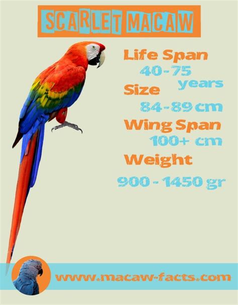 Scarlet macaw lifespan, Scarlet Macaw Red Macaw – Macaw Facts