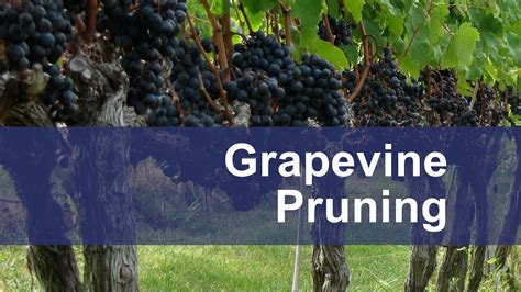 Grapevine Pruning - YouTube