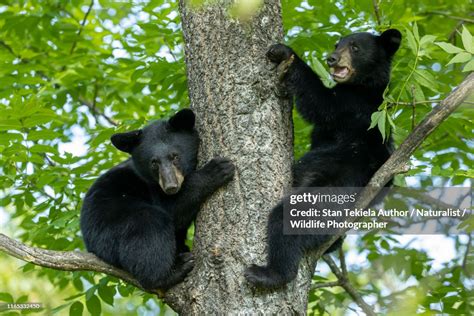 American Black Bear Cubs In Tree High-Res Stock Photo - Getty Images