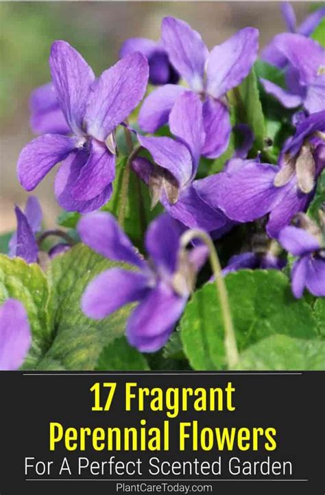 17 Fragrant Perennial Flowers For A Perfect Scented Garden | Flowers perennials, Scent garden ...