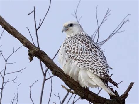 Gyrfalcon Size Comparison