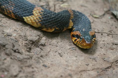 Broad Banded Water Snake photo - Jerry Zona photos at pbase.com