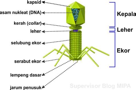 Struktur Tubuh Virus: Ukuran, Bentuk, Bagian-Bagian dan Fungsinya | BIOLOGIJK