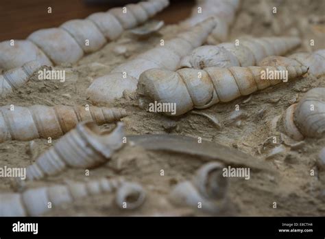 cluster of well preserved sea shell fossils from millions of years ago Stock Photo - Alamy