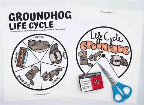 Life Cycle of a Groundhog Worksheets (8 Free Printables)