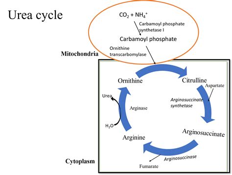 Write short notes on the ornithine cycle.