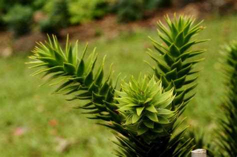 Araucaria araucana | Young tree planted in Tamborine Mountai… | Flickr