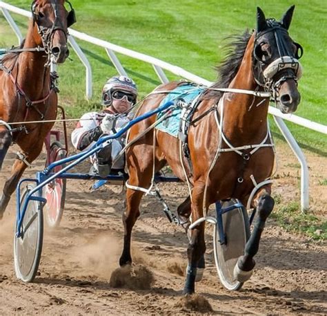 Harness Racing Live on June 2 — PtboCanada