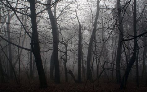 Dark Forest Wallpapers - Wallpaper Cave