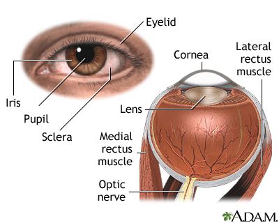 External and internal eye anatomy: MedlinePlus Medical Encyclopedia Image