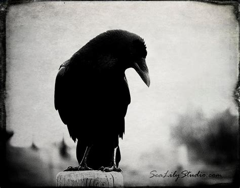 The Raven : crow raven photography black bird goth gothic dark dream surreal poe poem rustic ...