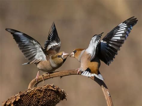 Hawfinch: The Bold and Majestic Bird of the Woodlands | WorldWeet