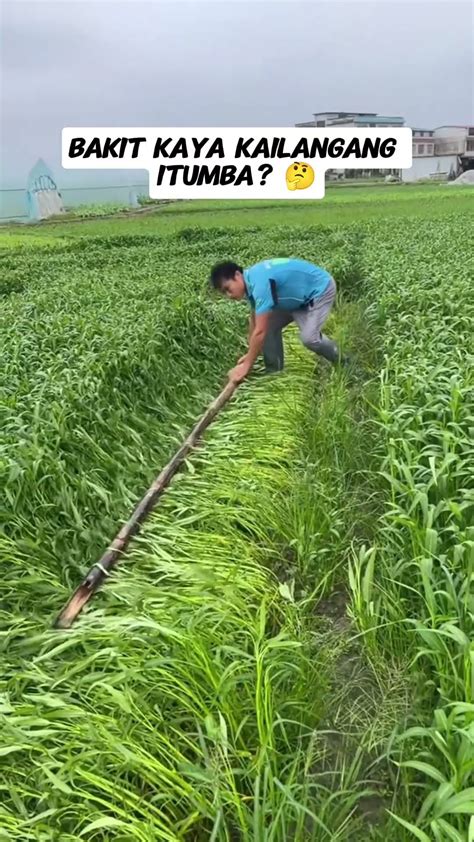 Kangkong Farming - YouTube