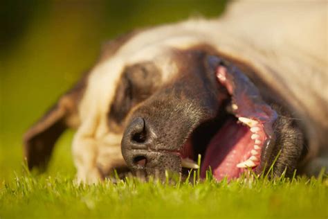 Dog Snoring: What It Means, And When to Be Concerned - A-Z Animals