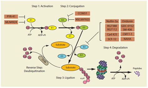 Cancers | Free Full-Text | Drug Development Targeting the Ubiquitin–Proteasome System (UPS) for ...