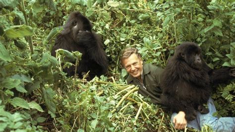 Sir David Attenborough turns CBeebies storyteller - BBC News