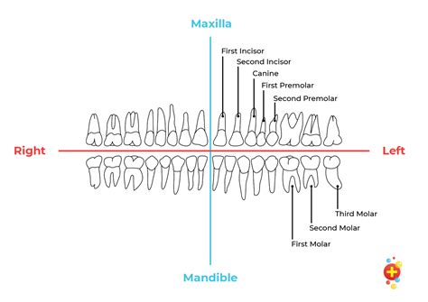 Dental trauma