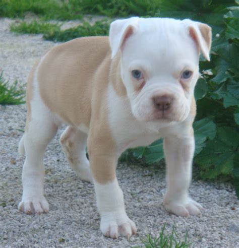 Brown American Bulldog Puppy - Viewing Gallery