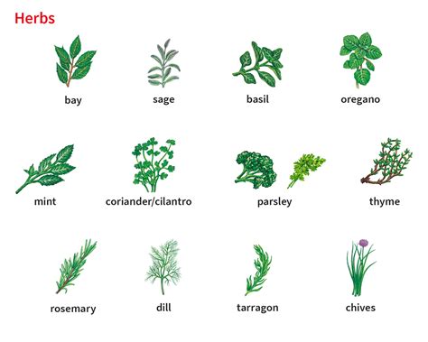 chives noun - Definition, pictures, pronunciation and usage notes ...