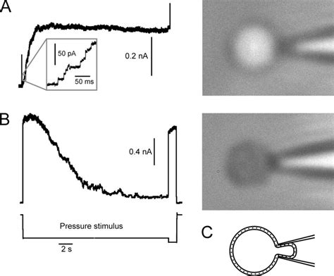 Responses of MscS in spheroplast-attached patches to a step stimulus.... | Download Scientific ...